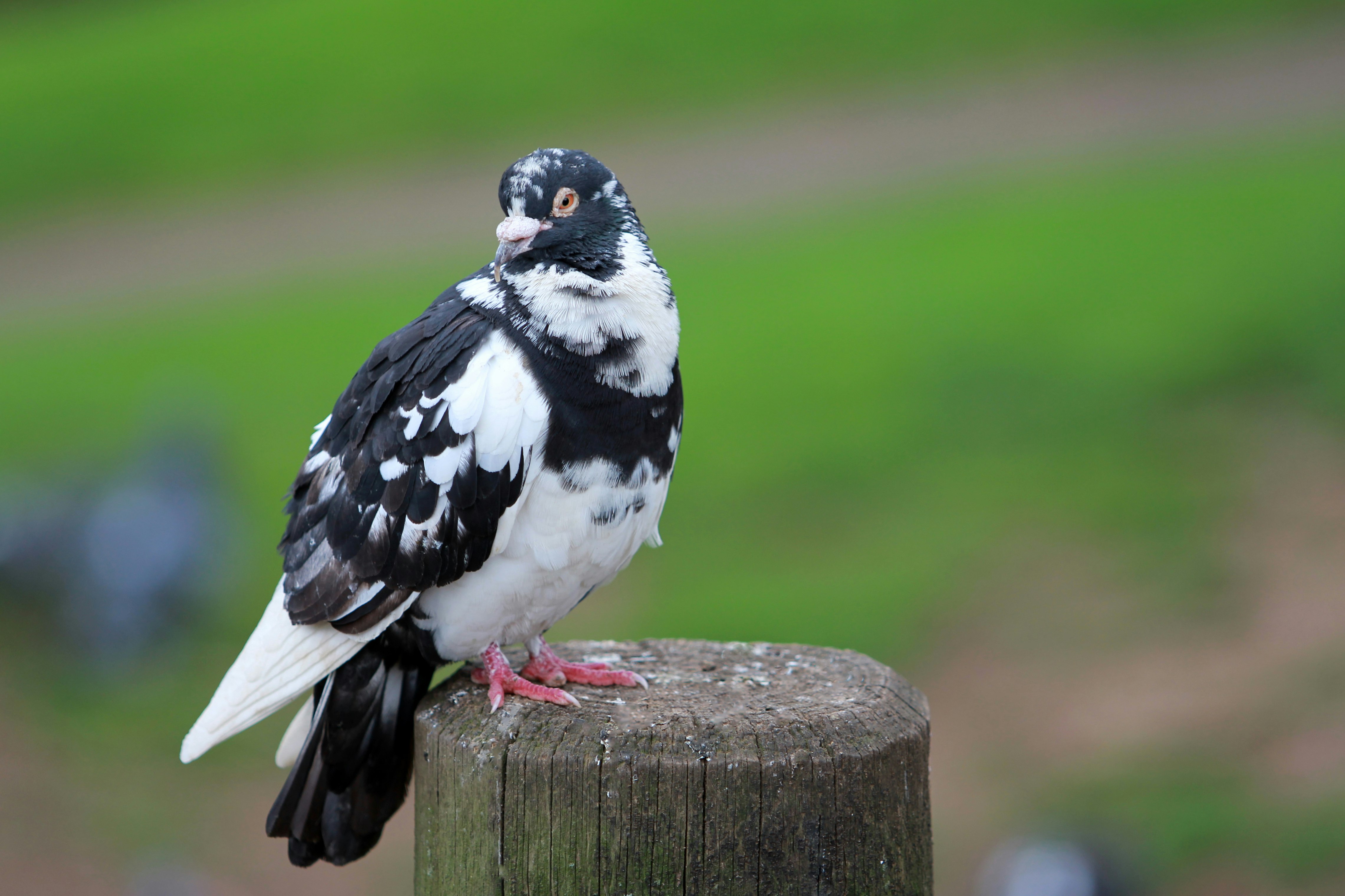 white and black dove